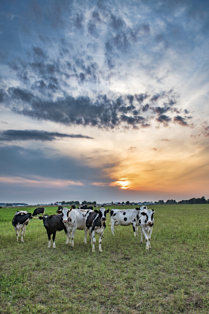 Homestead Cows