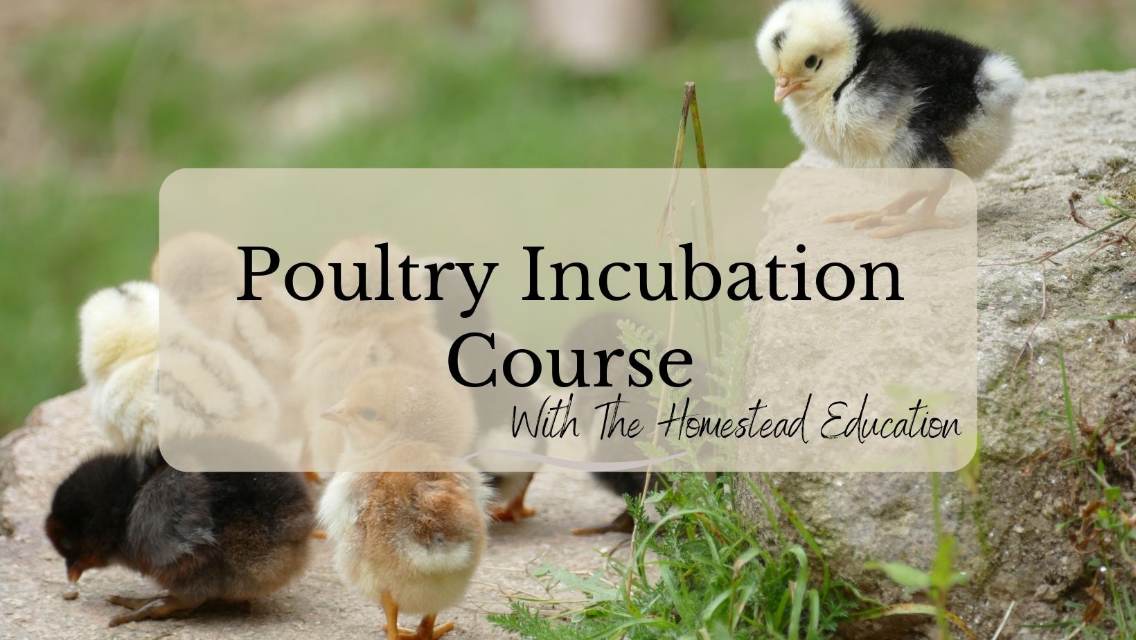 Introduction to Homestead – Quail Incubation Course