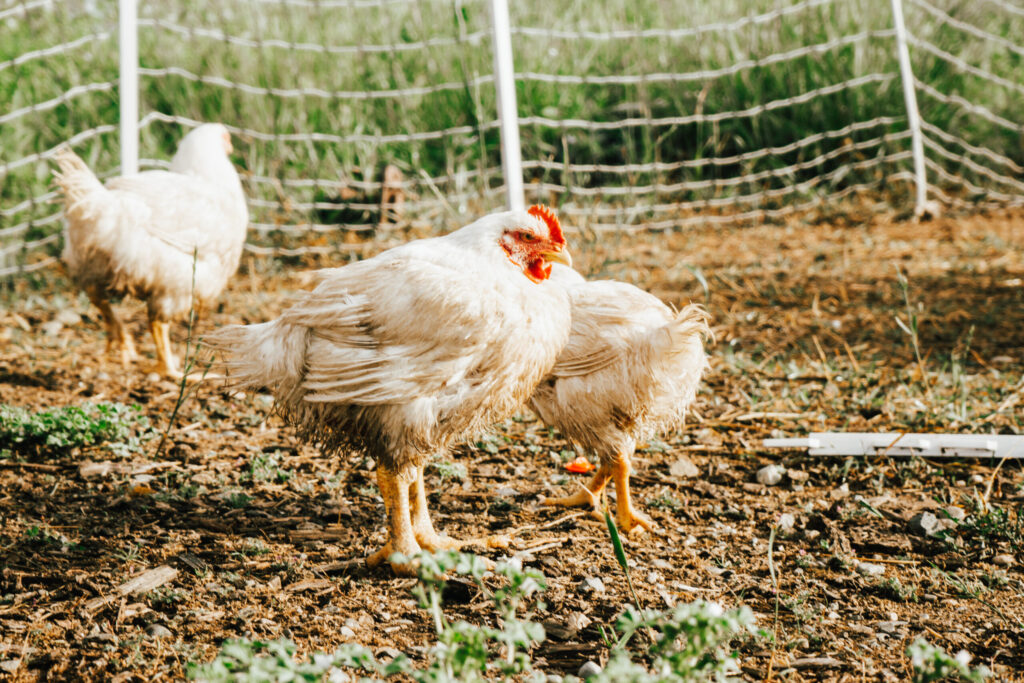chickens